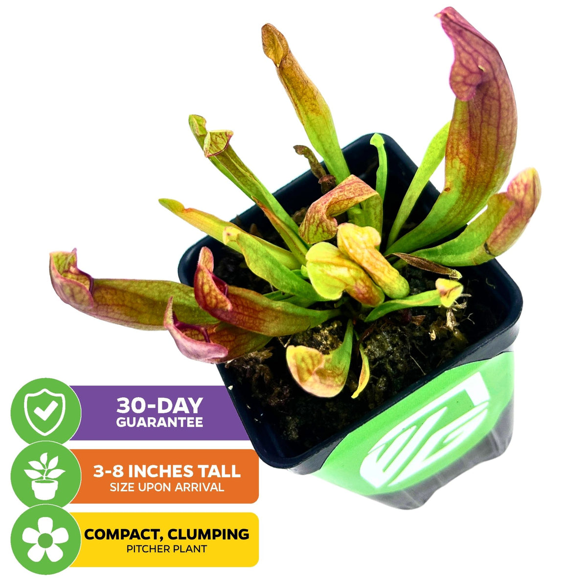 Maroon Carnivorous Pitcher Plant - Sarracenia