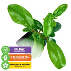 Bay Rum Tree - Pimenta racemosa