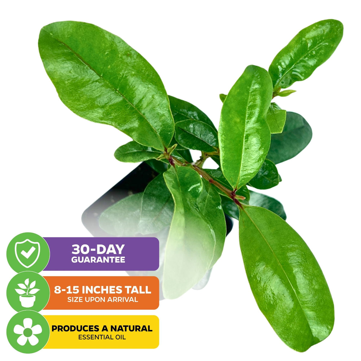 Bay Rum Tree - Pimenta racemosa