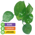 Monstera deliciosa - Split-Leaf Philodendron/Swiss Cheese