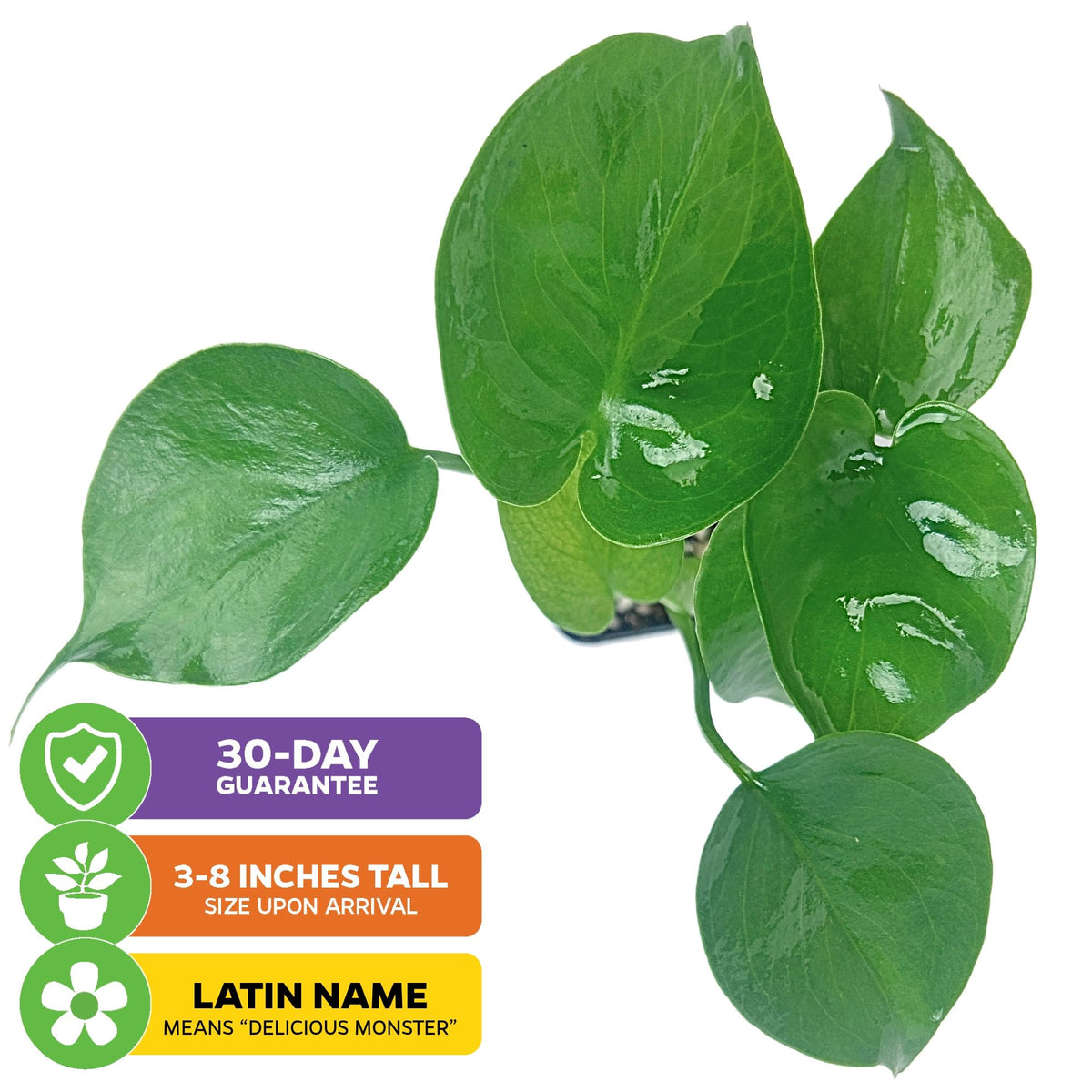Monstera deliciosa - Split-Leaf Philodendron/Swiss Cheese