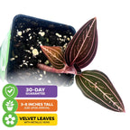 Jewel Orchid - Ludisia discolor