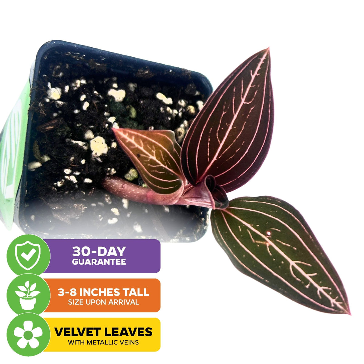 Jewel Orchid - Ludisia discolor