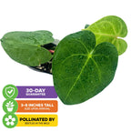 Anthurium clarinervium (Velvet Cardboard Anthurium)