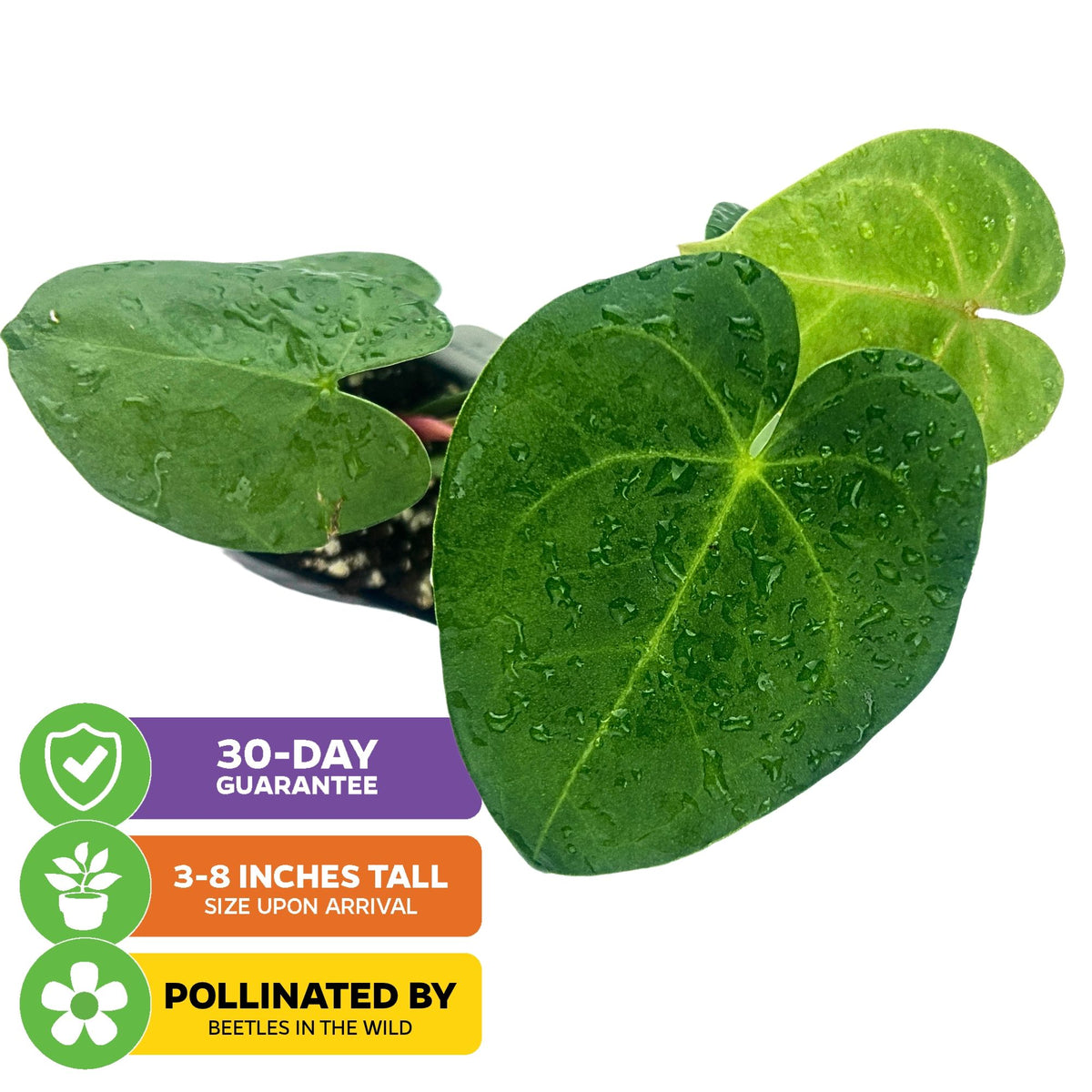 Anthurium clarinervium (Velvet Cardboard Anthurium)