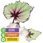 Begonia rex 'Kotobuki' Japanese Hybrid - Begonia rex-cultorum 'Kotobuki'