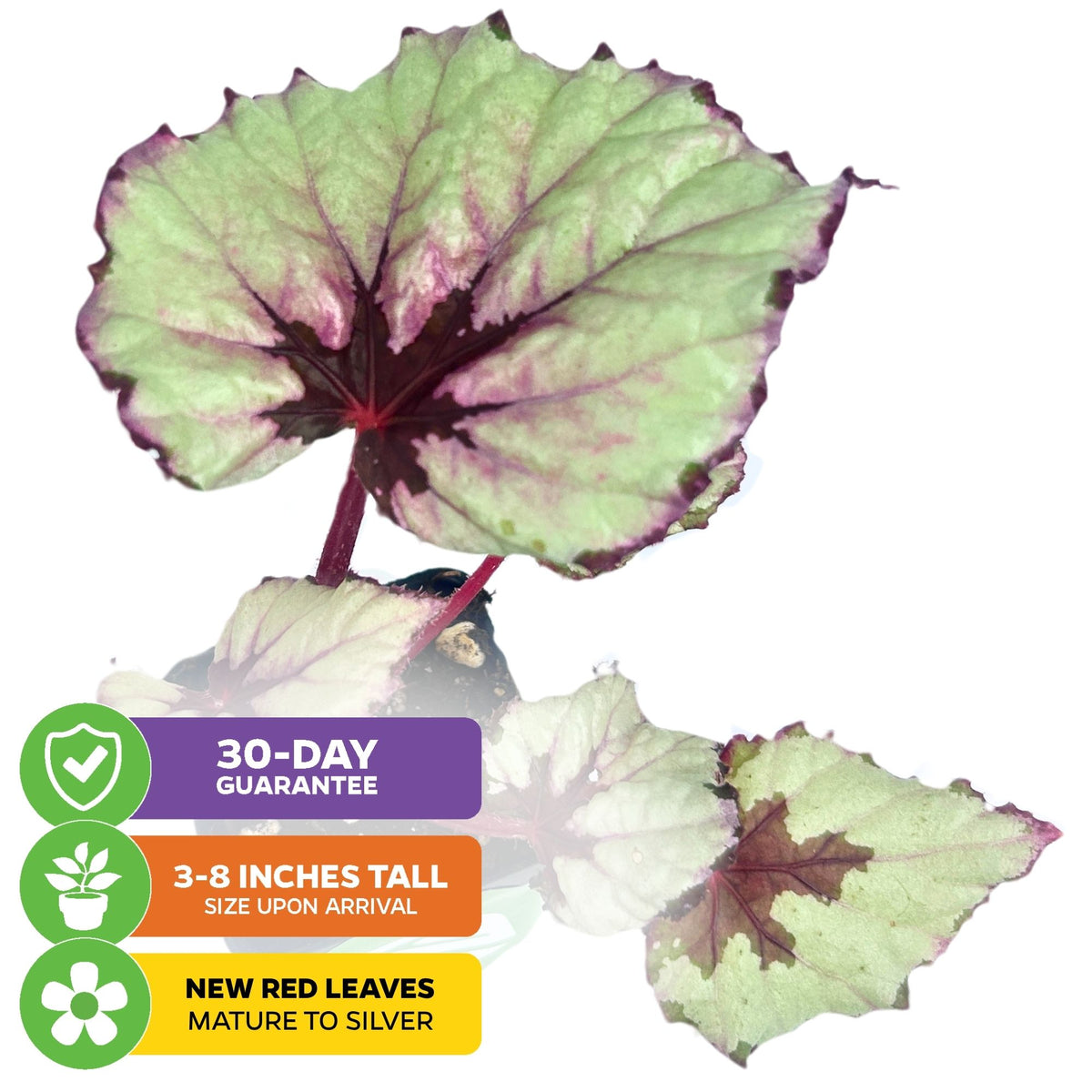 Begonia rex 'Kotobuki' Japanese Hybrid - Begonia rex-cultorum 'Kotobuki'