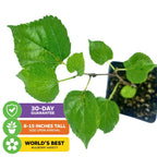 Dwarf Thai Mulberry - Morus alba hybrid