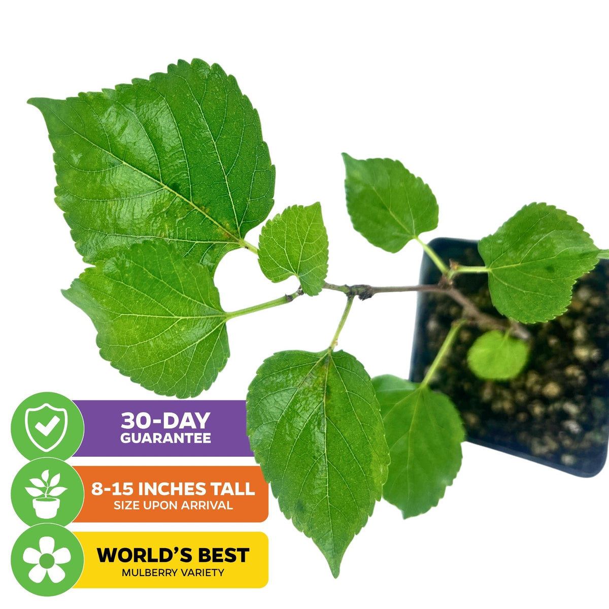 Dwarf Thai Mulberry - Morus alba hybrid