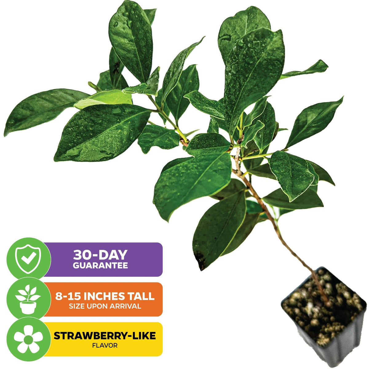 Cattley Guava (Strawberry Guava) - Psidium littorale cattleianum
