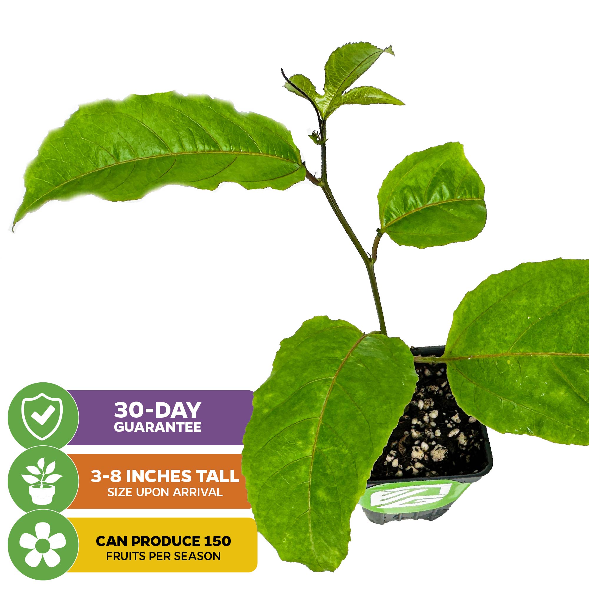 A Wellspring Gardens Panama Red Passion Fruit (Passiflora edulis) plant, 3-8” tall with green leaves in a small pot, attracts butterflies, can yield up to 150 fruits per season, and comes with a 30-day guarantee.