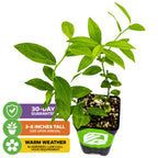 The Wellspring Gardens Pink Lemonade Blueberry (Rabbiteye) - Vaccinium is a self-pollinating, easy-to-grow plant with green leaves, ships 3-8 inches tall, features a 30-day guarantee, and thrives in warm weather with low chill requirements.