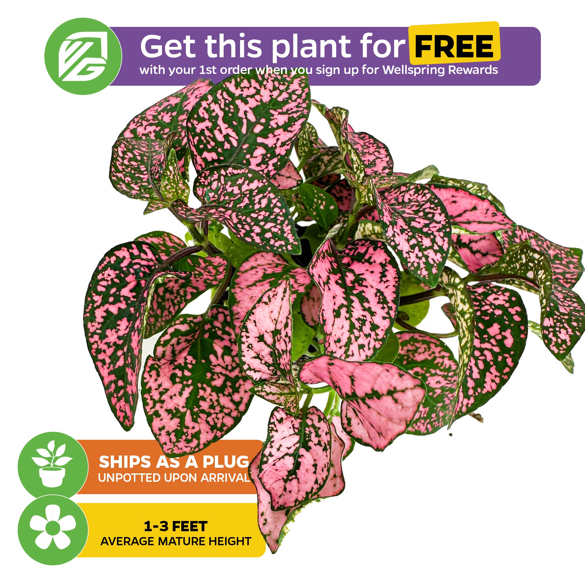 polka dot plant seeds for sale Polka dot plant | Ø 9cm | Hypoestes phyllostachya