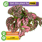 Get a free Wellspring Gardens Polka Dot Plant - Hypoestes with your first Wellspring Rewards order! Shipped as a plug, this vibrant pink and green speckled tropical houseplant grows 1-3 feet tall—perfect for your collection.
