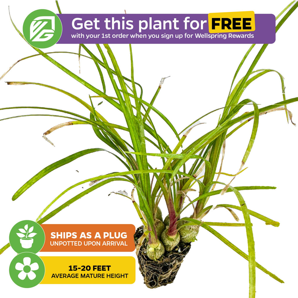 Ponytail Palm - Beaucarnia recurvata