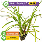Get a Ponytail Palm (Beaucarnia recurvata) from Wellspring Gardens FREE with your 1st Wellspring Rewards order! Ships as a plug. Grows 15–20 ft at maturity. Distinctive long, thin leaves and exposed roots—perfect for indoor spaces.
