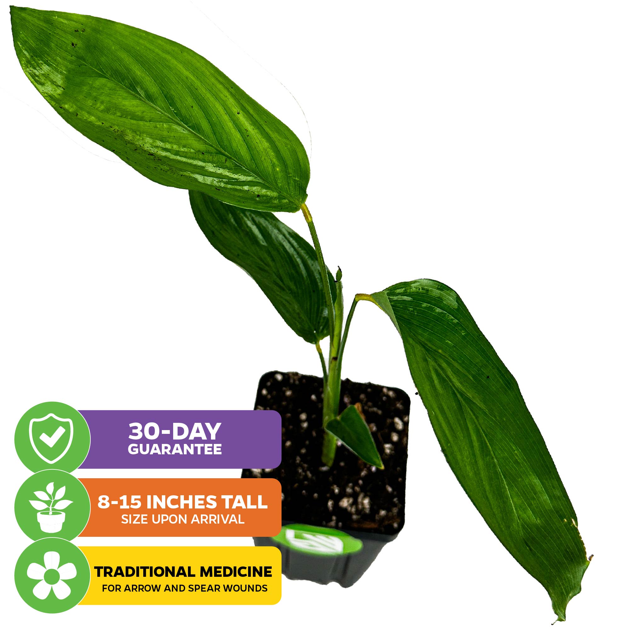 Arrowroot - Maranta arundinacea
