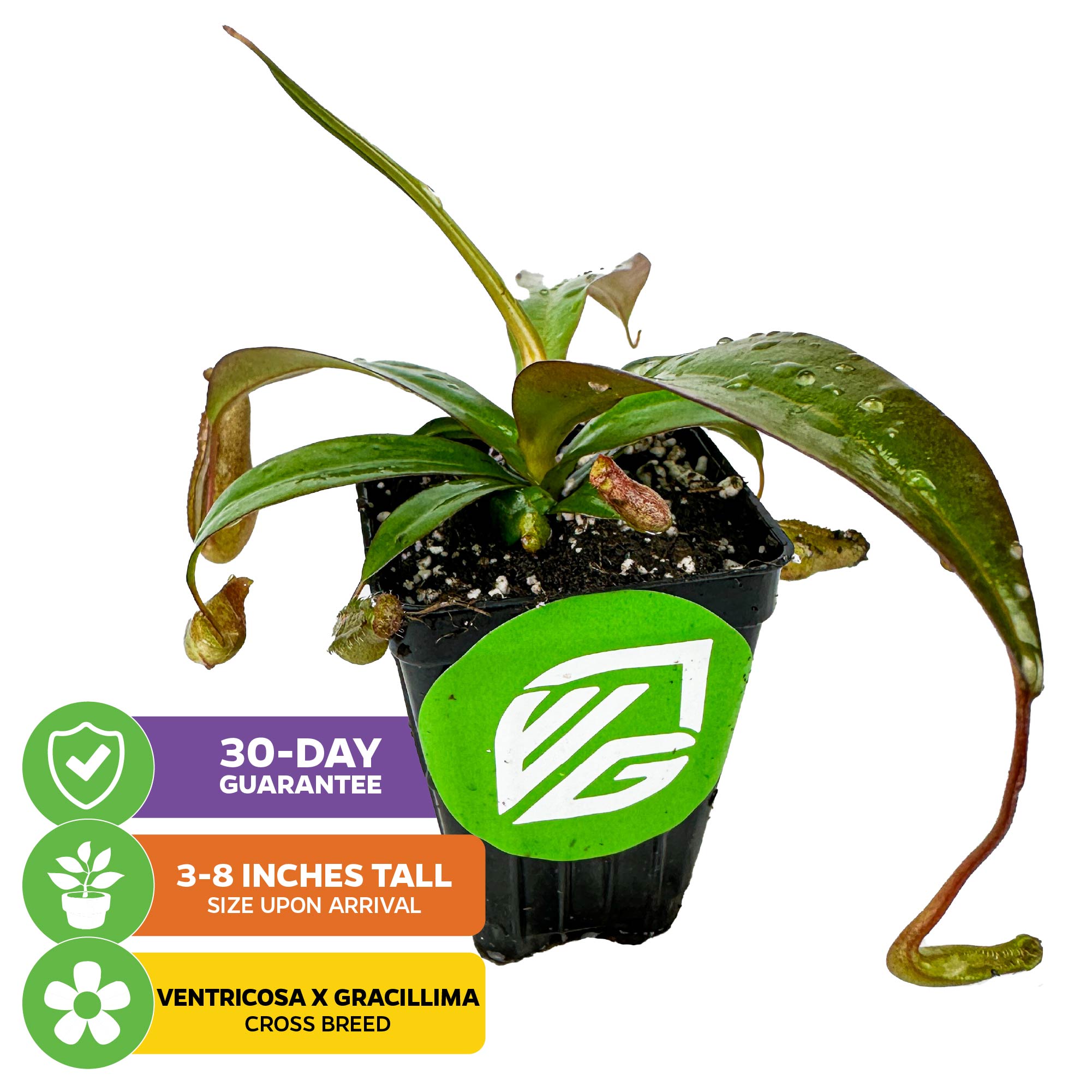 The Rebecca Soper Pitcher Plant (Nepenthes ventricosa x gracillima) by Wellspring Gardens is a striking carnivorous houseplant, 3-8 inches tall on arrival in a black pot with green VG logo, pitcher-shaped leaves, and includes a 30-day guarantee.