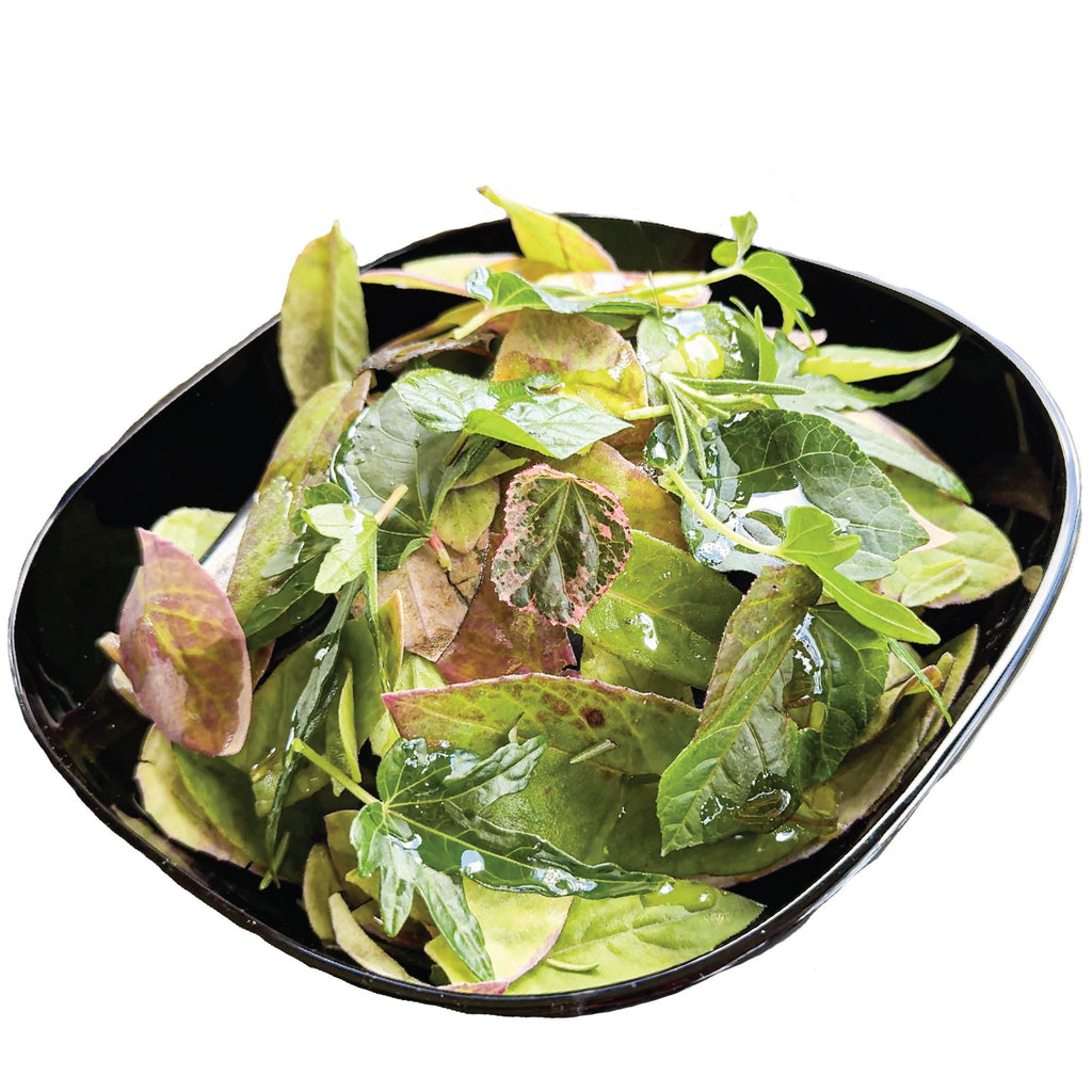 Premium Salad Tree Bundle: Kiko's Crump + Chief Kubo's + Auntie Lilli's - Abelmoschus (3/4-Quart Pot)