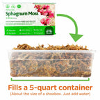 A 100g pack of Inka Moss Sphagnum Moss Plant Potting Soil is shown above a clear container with hydrated moss. One pack fills a 5-quart, shoebox-sized container—ideal for orchids and terrariums.