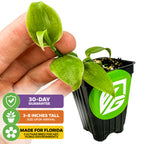 A hand holds a Sunshine State Vanilla Bean Orchid (Vanilla planifolia) from Wellspring Gardens by a black pot with green logo. Text notes 30-day guarantee, 3–8" arrival height, and great for hot, humid Florida climates.