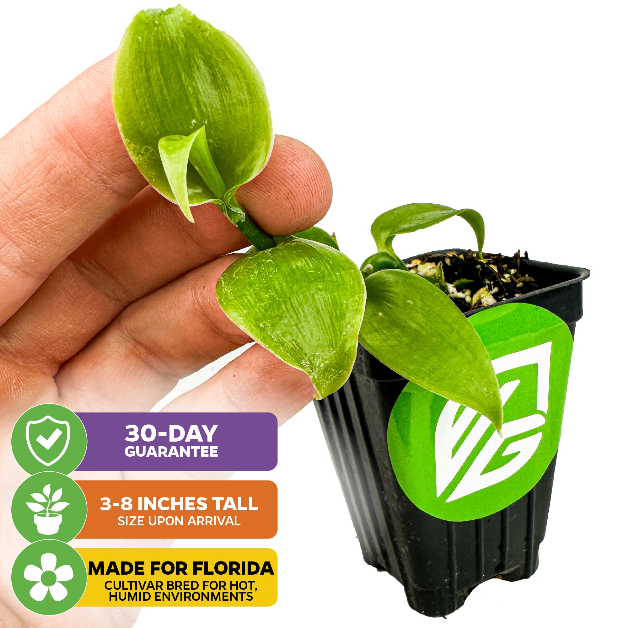 A hand holds a Sunshine State Vanilla Bean Orchid (Vanilla planifolia) from Wellspring Gardens by a black pot with green logo. Text notes 30-day guarantee, 3–8" arrival height, and great for hot, humid Florida climates.