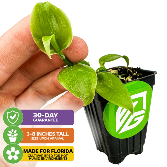 Sunshine State Vanilla Bean Orchid - Vanilla planifolia
