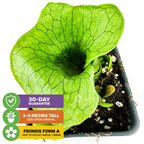 The Wellspring Gardens Superbum Staghorn Fern (Platycerium superbum) is a small green indoor plant in a black pot, 1-4 inches tall at arrival, with fronds forming a water-collecting nest and includes a 30-day guarantee.