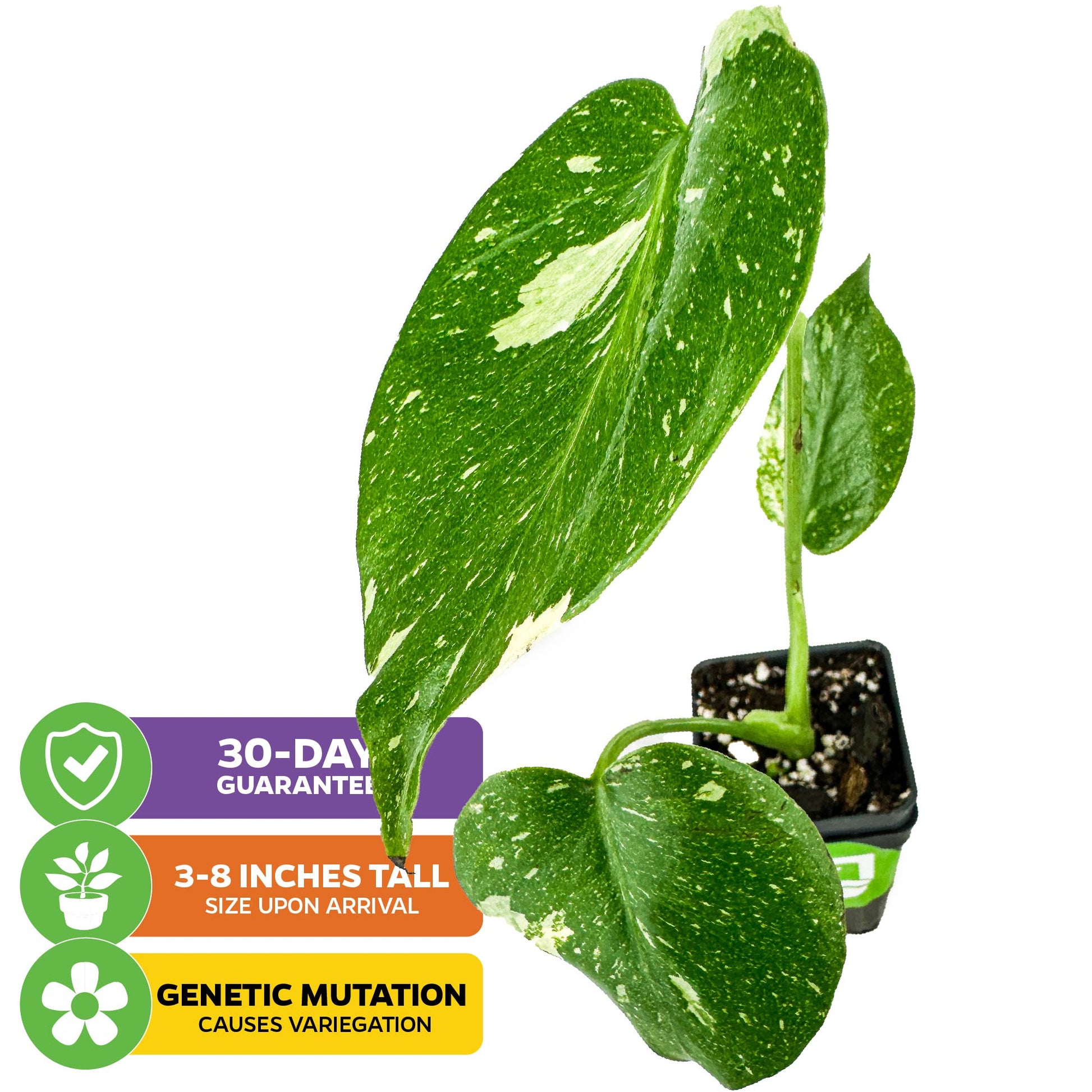 Thai Constellation Monstera Variegated - Monstera deliciosa