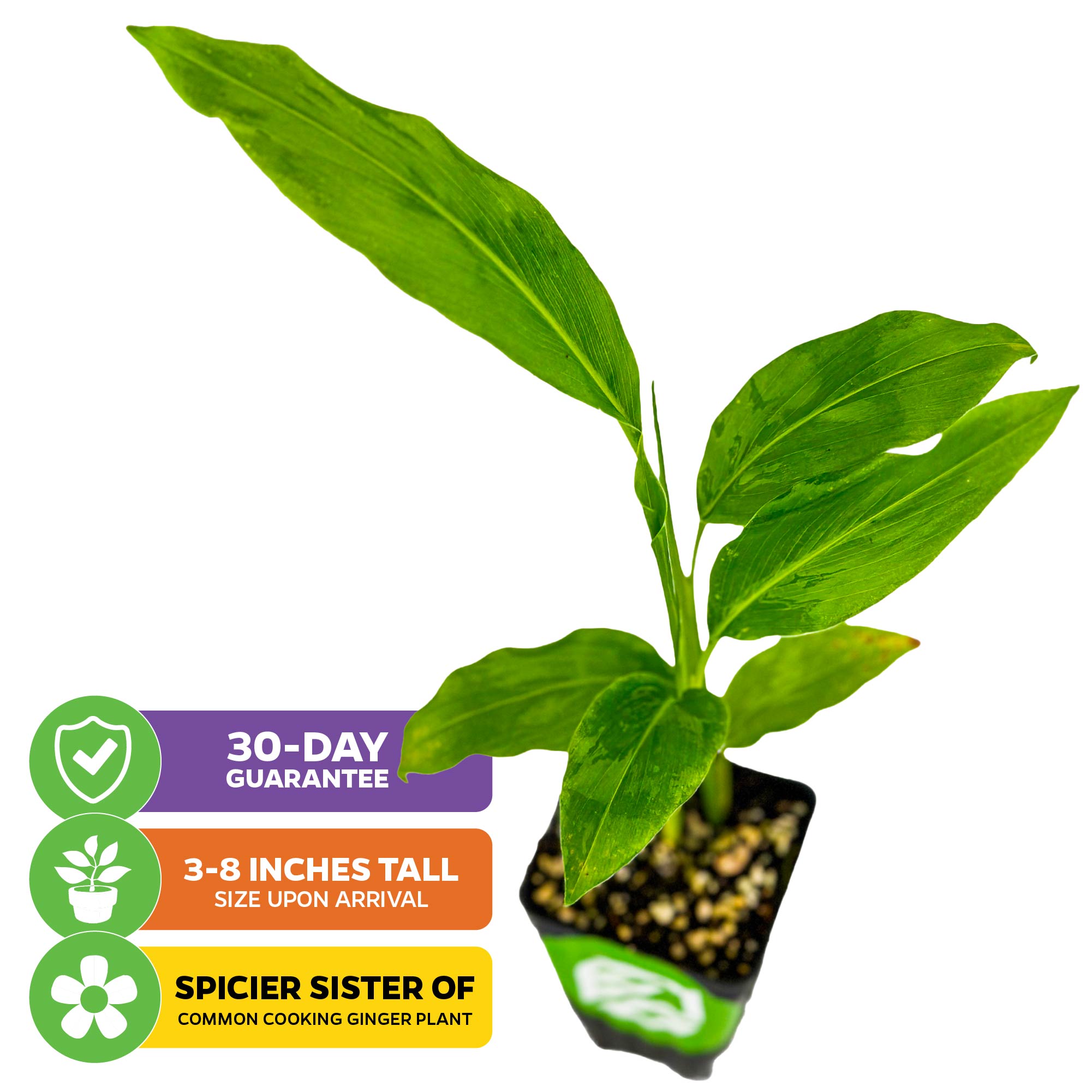 The Wellspring Gardens Galanga (Thai Ginger / Siamese Ginger) – Alpinia galangal arrives 3–8" tall, features long leaves, packs more spice than common ginger, is ideal for Thai cooking, and includes a 30-day guarantee plus informative infographics.