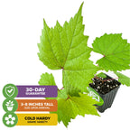 The Wellspring Gardens Traminette Grape Vine (Gewürztraminer Hybrid) arrives 3–8" tall in a small pot, is cold-hardy with large green leaves, and includes a 30-day guarantee—ideal for future wine growers.