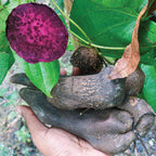 Wednesday Plant Drop: Ube 'Purple Yam' Plant - Dioscorea alata (1-quart pot, Premium)