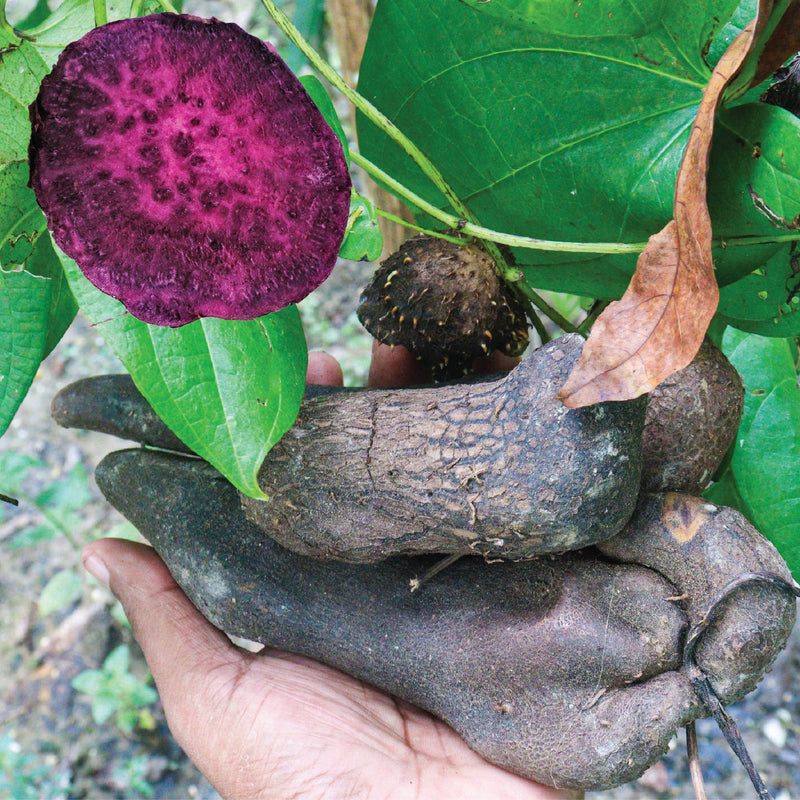 Wednesday Plant Drop: Ube 'Purple Yam' Plant - Dioscorea alata (1-quart pot, Premium)