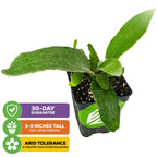 The Wellspring Gardens Silver Elkhorn Staghorn Fern (Platycerium veitchii) arrives potted, 3-8" tall, with fuzzy green leaves and superior arid tolerance. Three icons show: 30-day guarantee, height on arrival, and drought resistance.