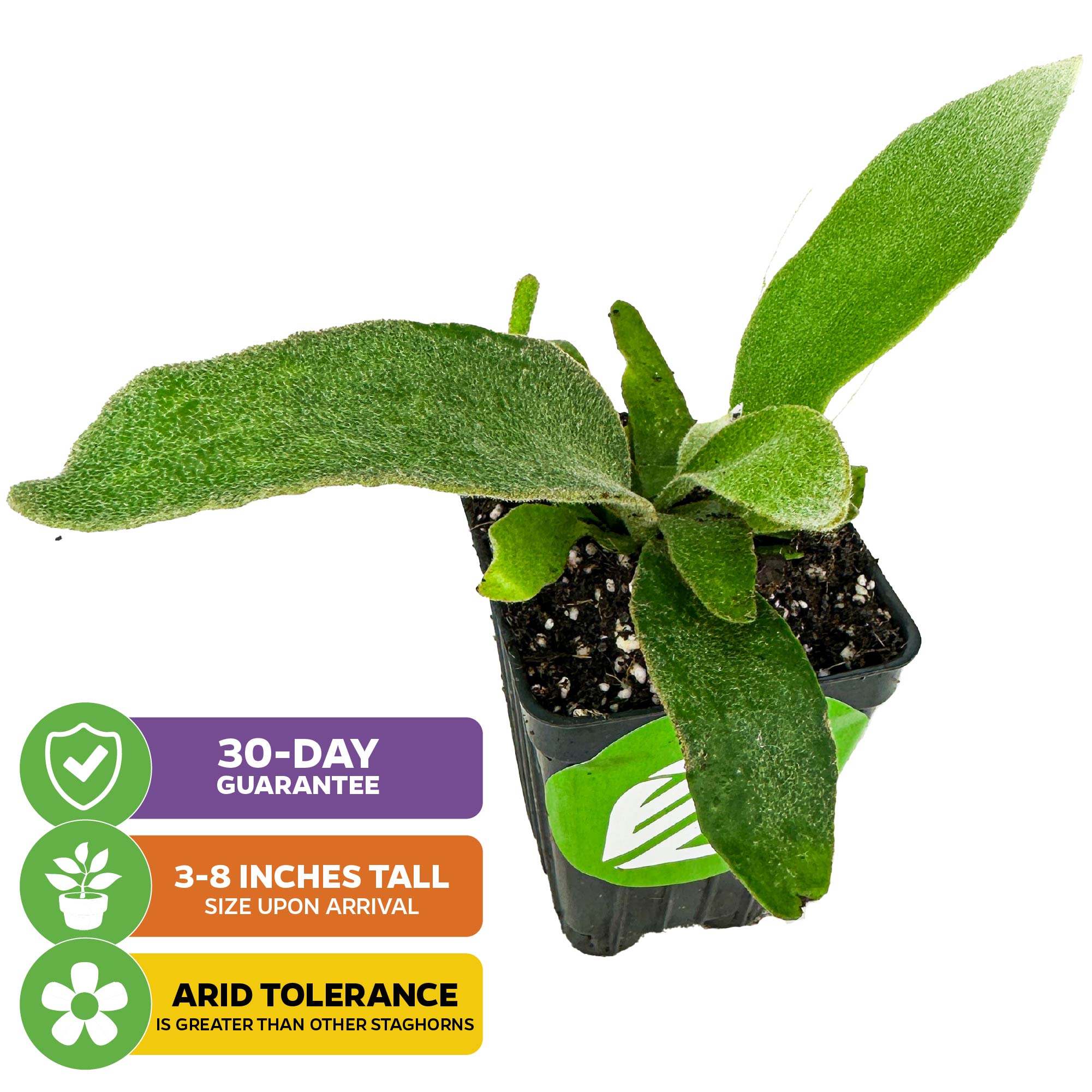 The Wellspring Gardens Silver Elkhorn Staghorn Fern (Platycerium veitchii) arrives potted, 3-8" tall, with fuzzy green leaves and superior arid tolerance. Three icons show: 30-day guarantee, height on arrival, and drought resistance.