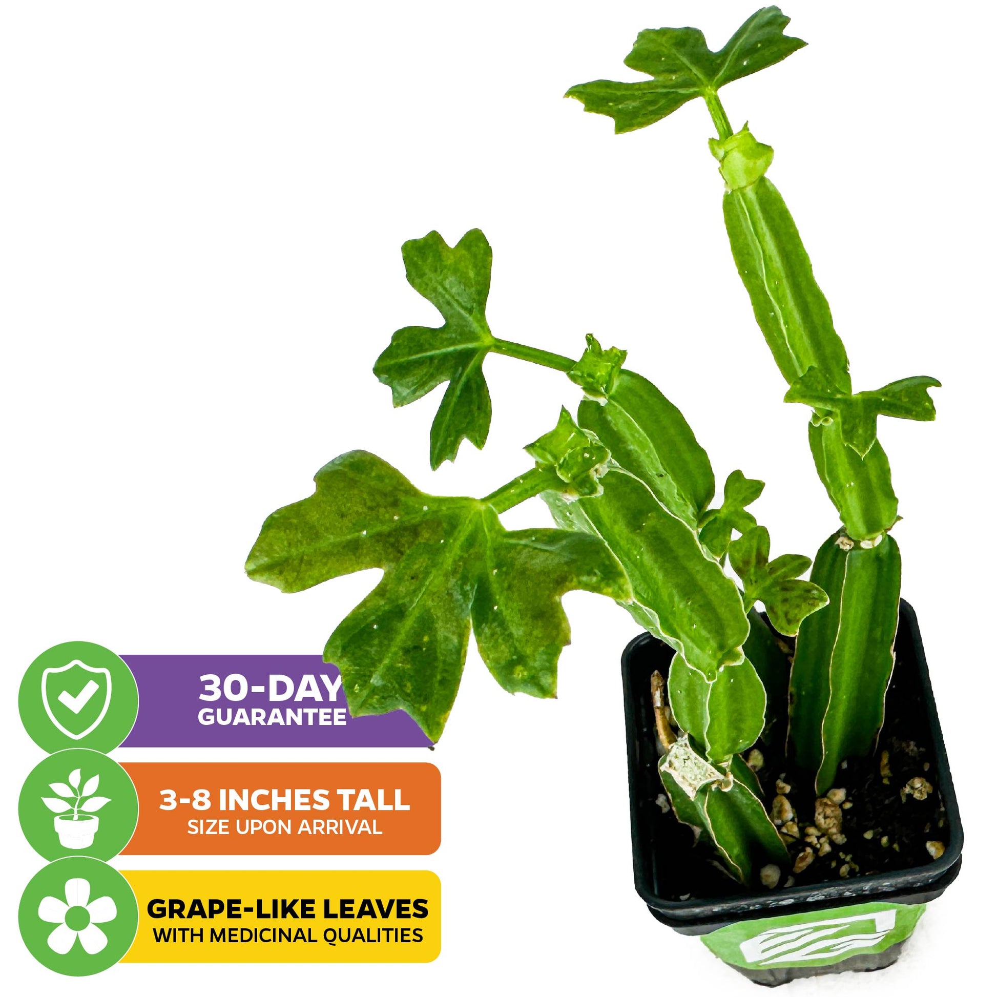 Veldt Grape Ivy - Cissus quadrangularis