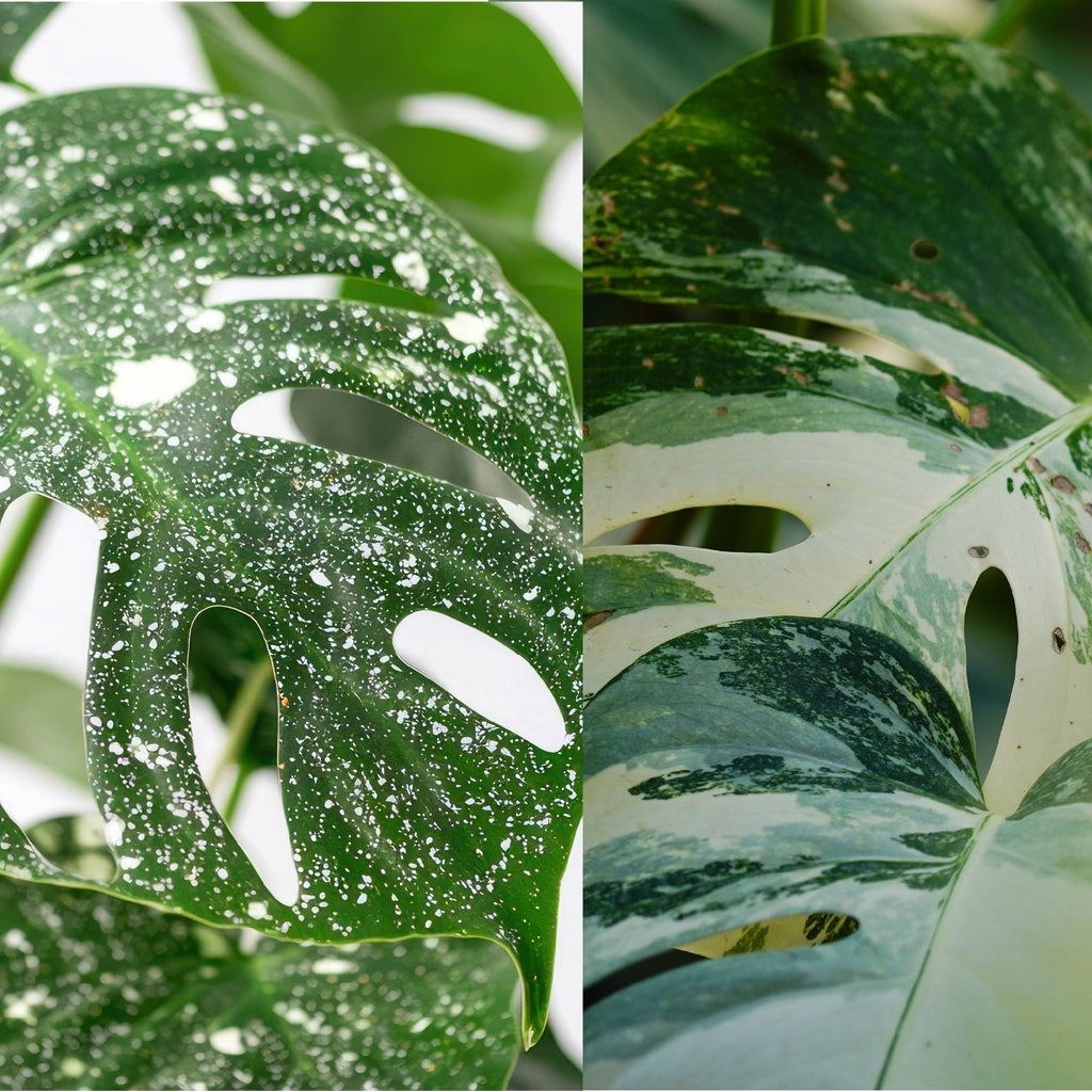 Thai Constellation Monstera Variegated - Monstera deliciosa (1-Pint Pot)