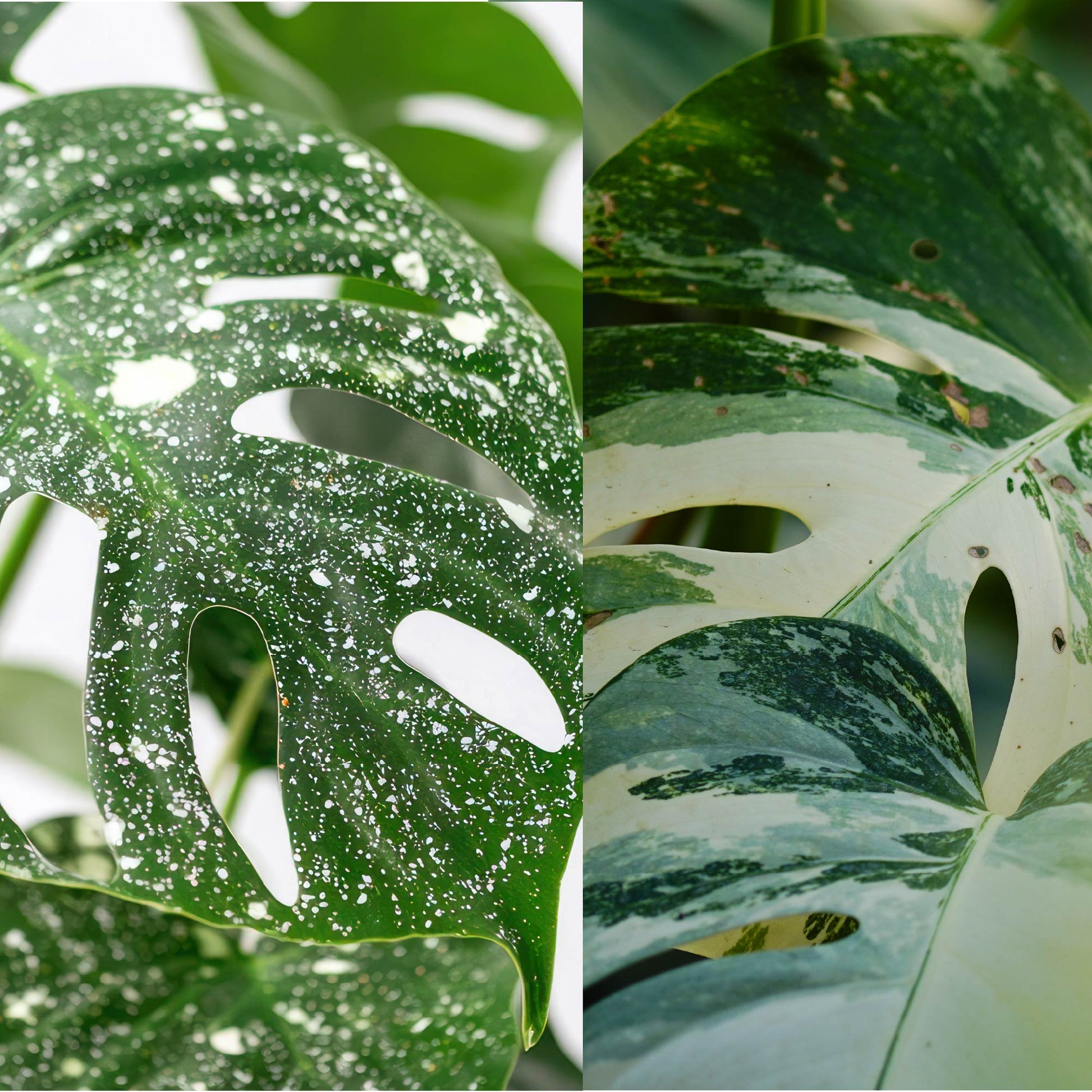 Thai Constellation Monstera Variegated - Monstera deliciosa (1-Pint Pot)
