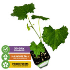 A young Welder Muscadine Grape (Vitis rotundifolia) plant by Wellspring Gardens, 3–8 inches tall on arrival, with broad green leaves; this easy-to-grow, self-fertile grape is prized for high sugar content and comes with a 30-day guarantee.