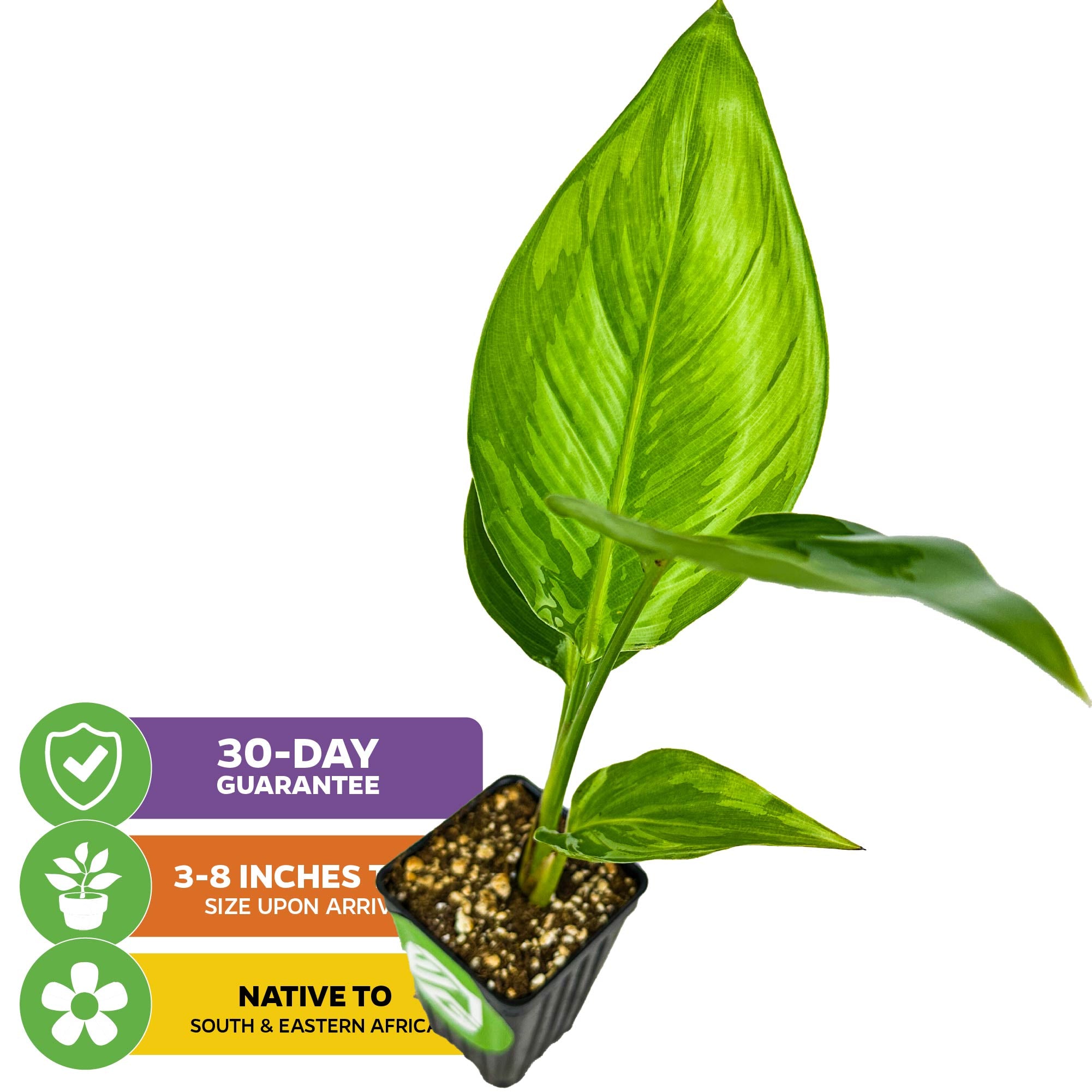 The Wellspring Gardens White Bird of Paradise (Strelitzia alba) is a potted perennial with large leaves. Icons show: 30-Day Guarantee, 3-8" size at arrival, and native to South & Eastern Africa.