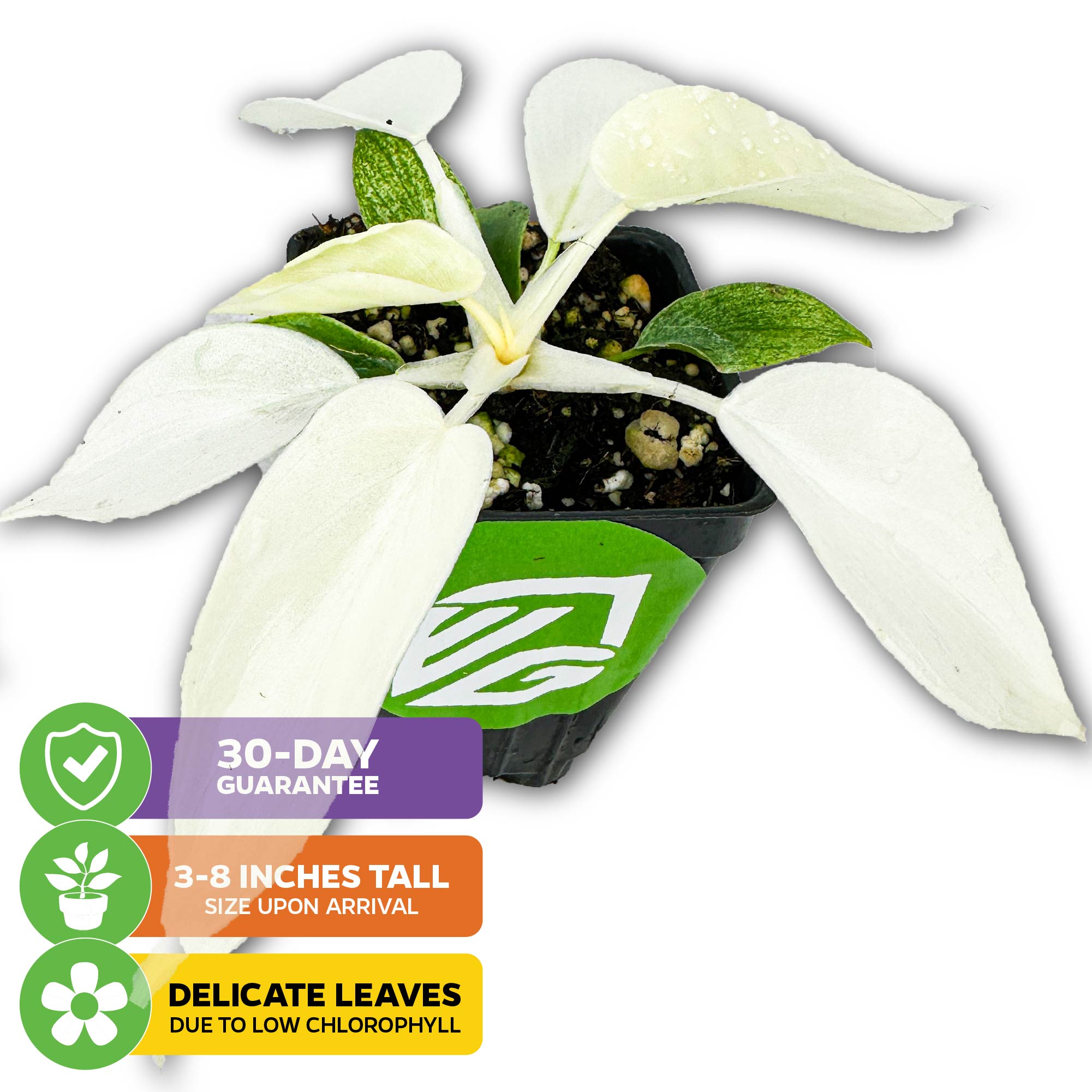 The Philodendron Yellow Ghost from Wellspring Gardens is a rare houseplant with pale leaves and green edges. Icons highlight a 30-day guarantee, 3–8 inch arrival height, and delicate leaves due to low chlorophyll.