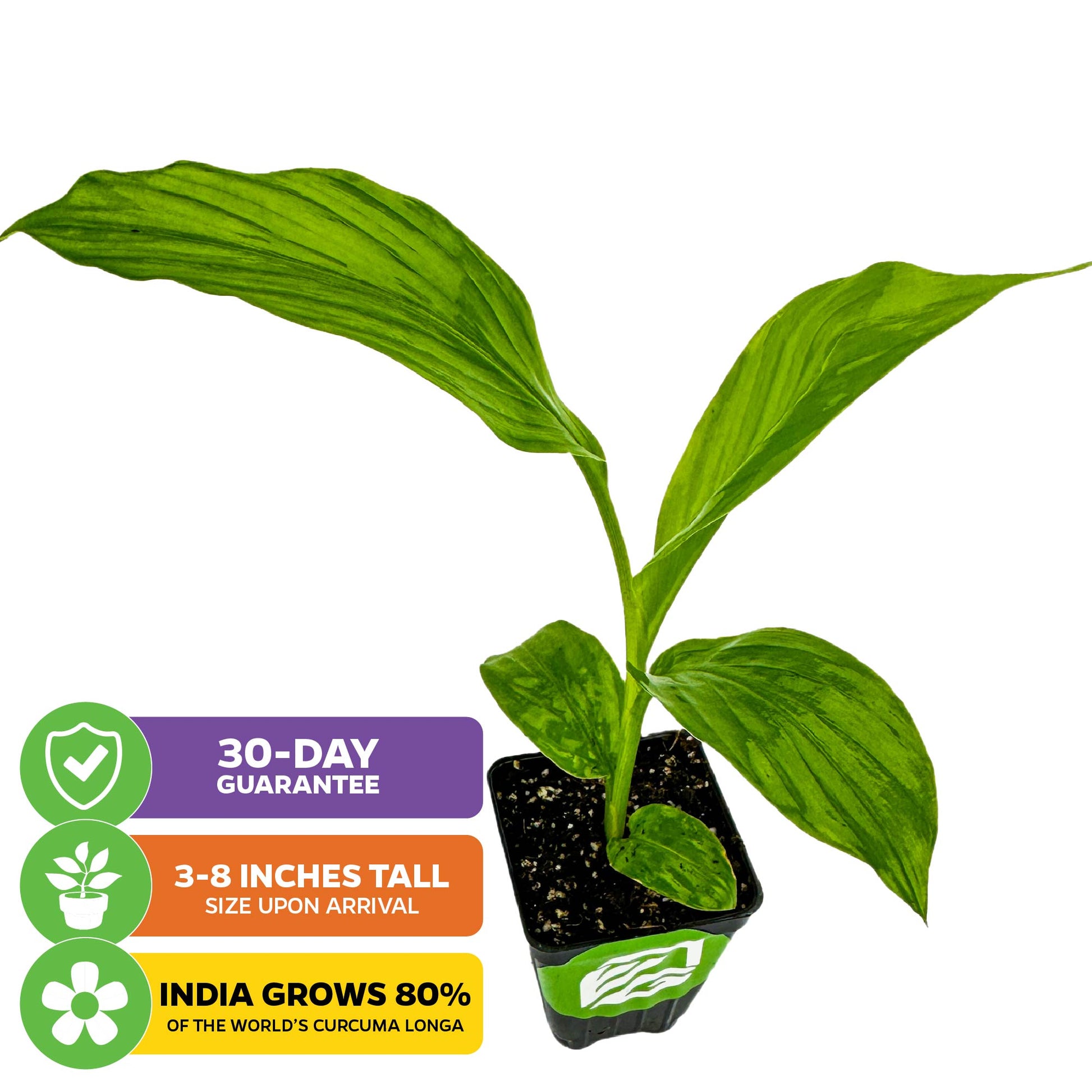 Yellow Turmeric Ginger - Curcuma longa