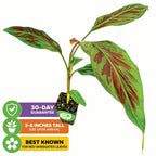 The Zebrina Rojo Banana (Musa acuminata) from Wellspring Gardens is a small potted plant, 3-8" tall on arrival, with striking red-variegated foliage. Known for its unique leaves, it comes with a 30-day guarantee and thrives in containers.