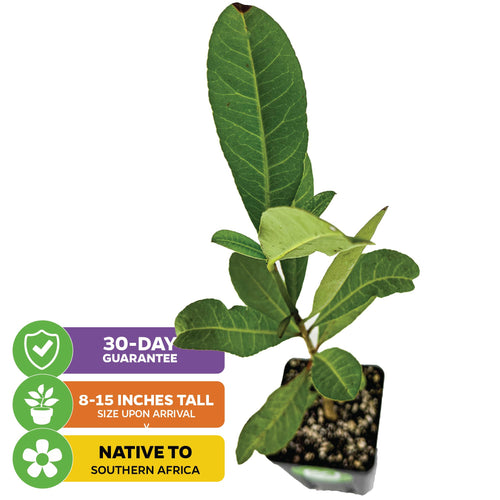 mangosteen plant in pot African Imbe Mangosteen