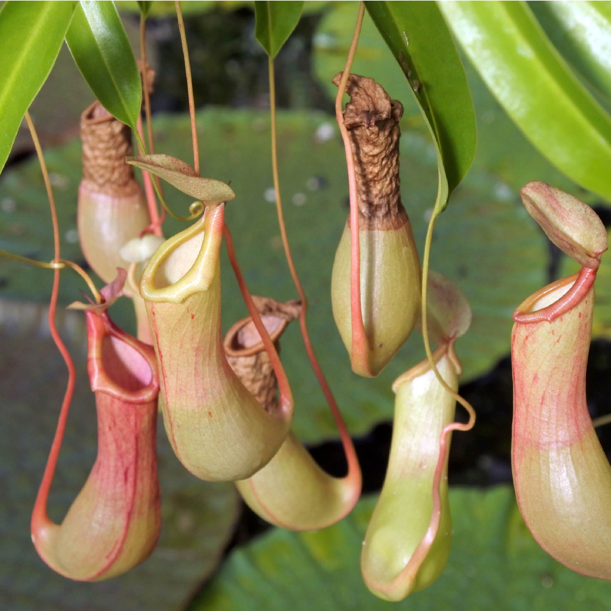 Mature Nepenthes Alata in a hanging basket