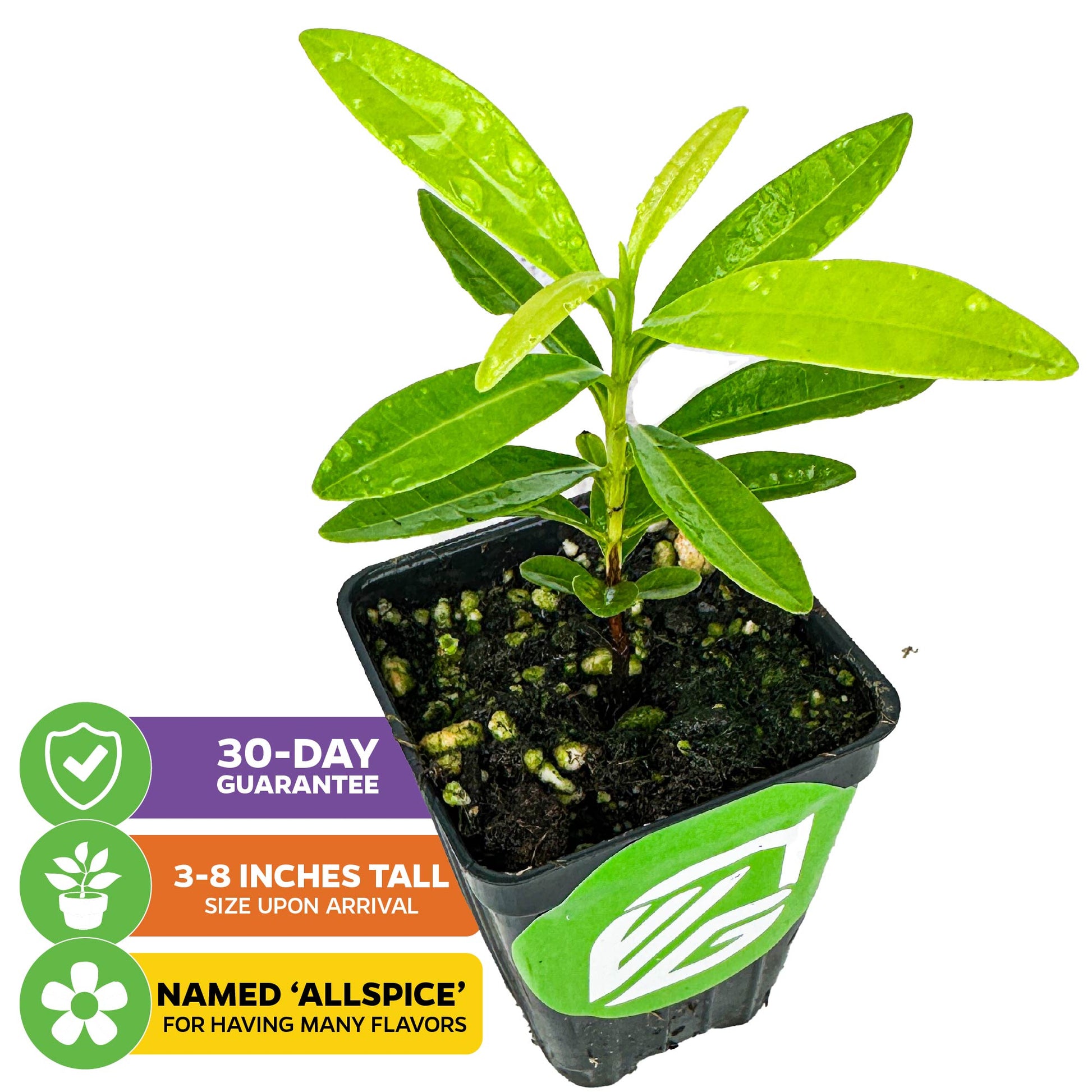 Multi-pack (3) of Allspice Trees - Pimenta dioica