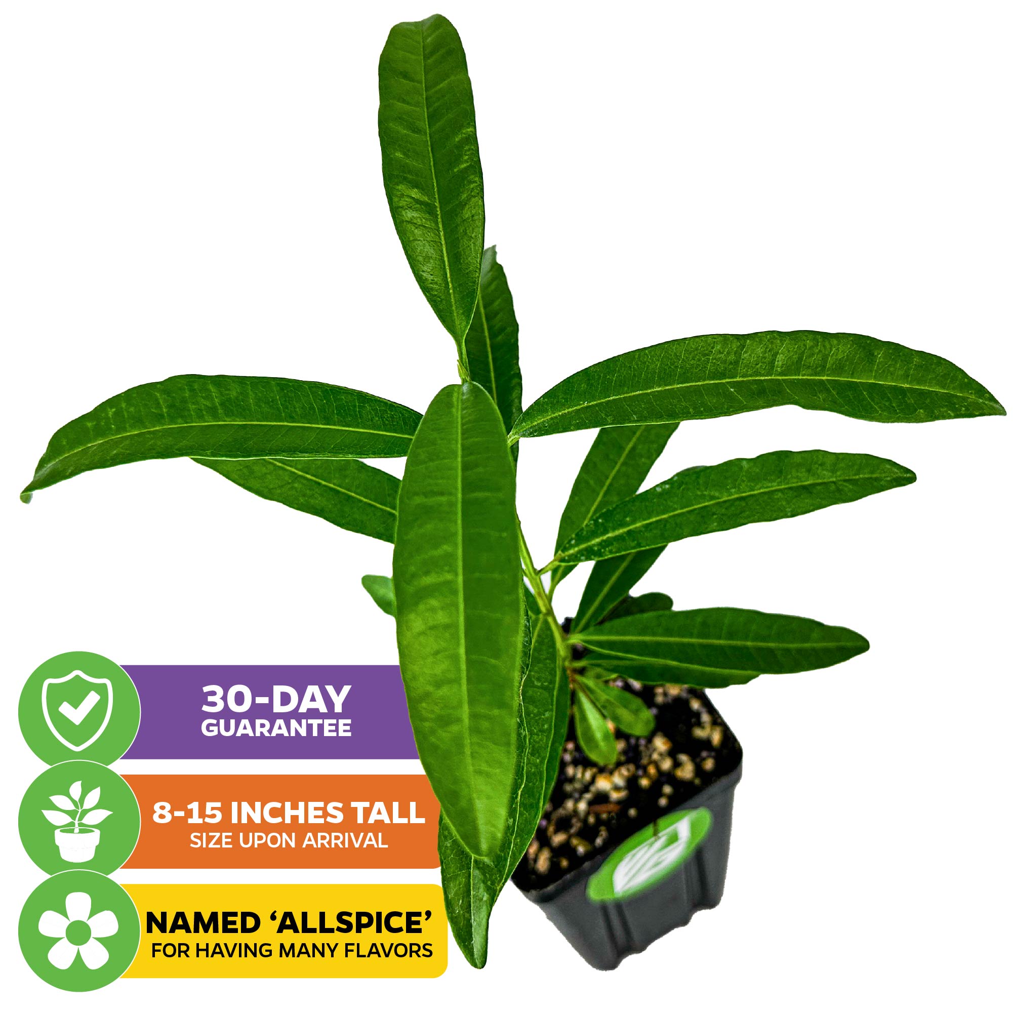 Allspice Tree (Jamaica Pepper) - Pimenta dioica