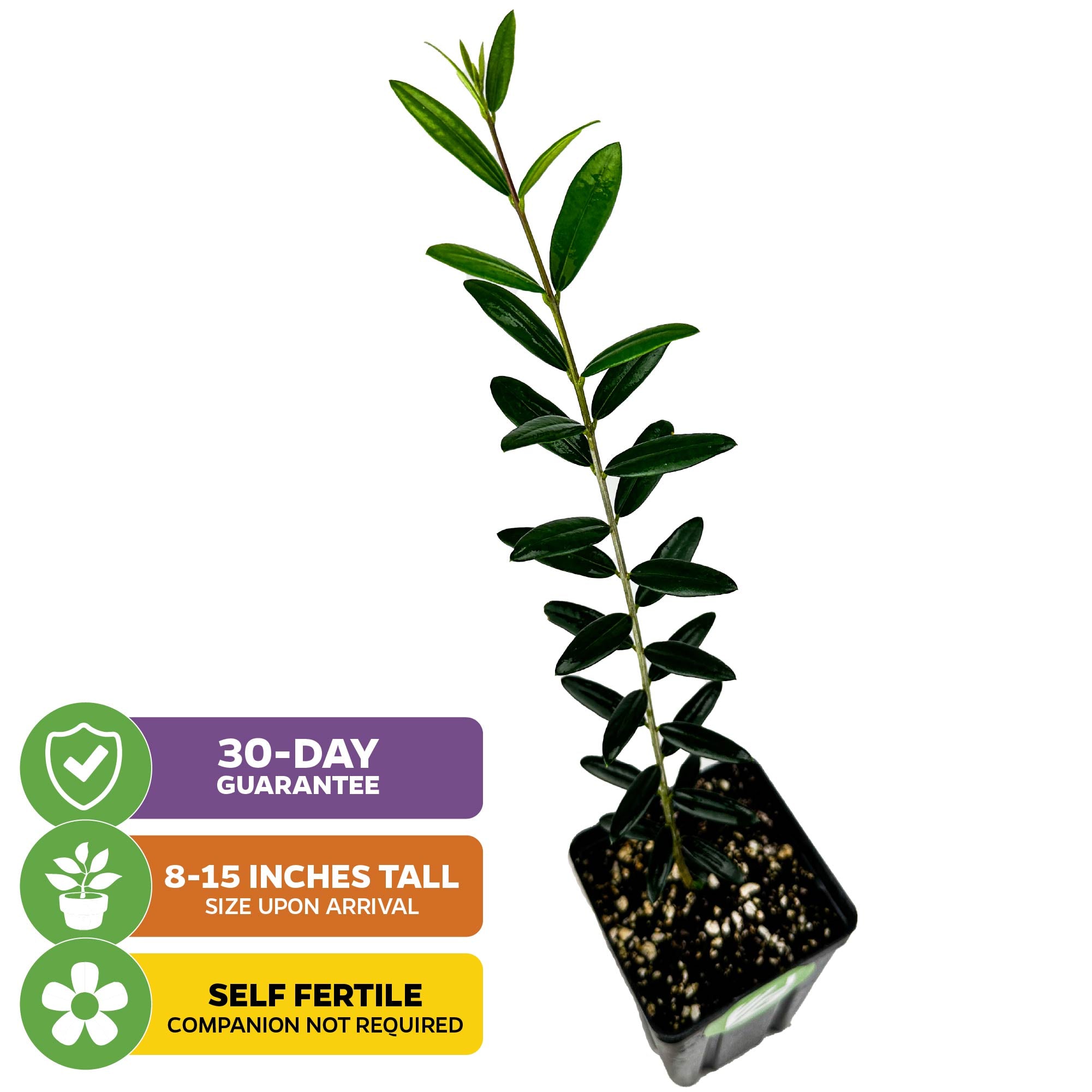 The Wellspring Gardens Arbequina Olive Tree (Olea europaea) arrives potted, 8-15 inches tall with dark green leaves. Icons: 30-day guarantee, 8-15" arrival size, and self-pollinating—no companion required.