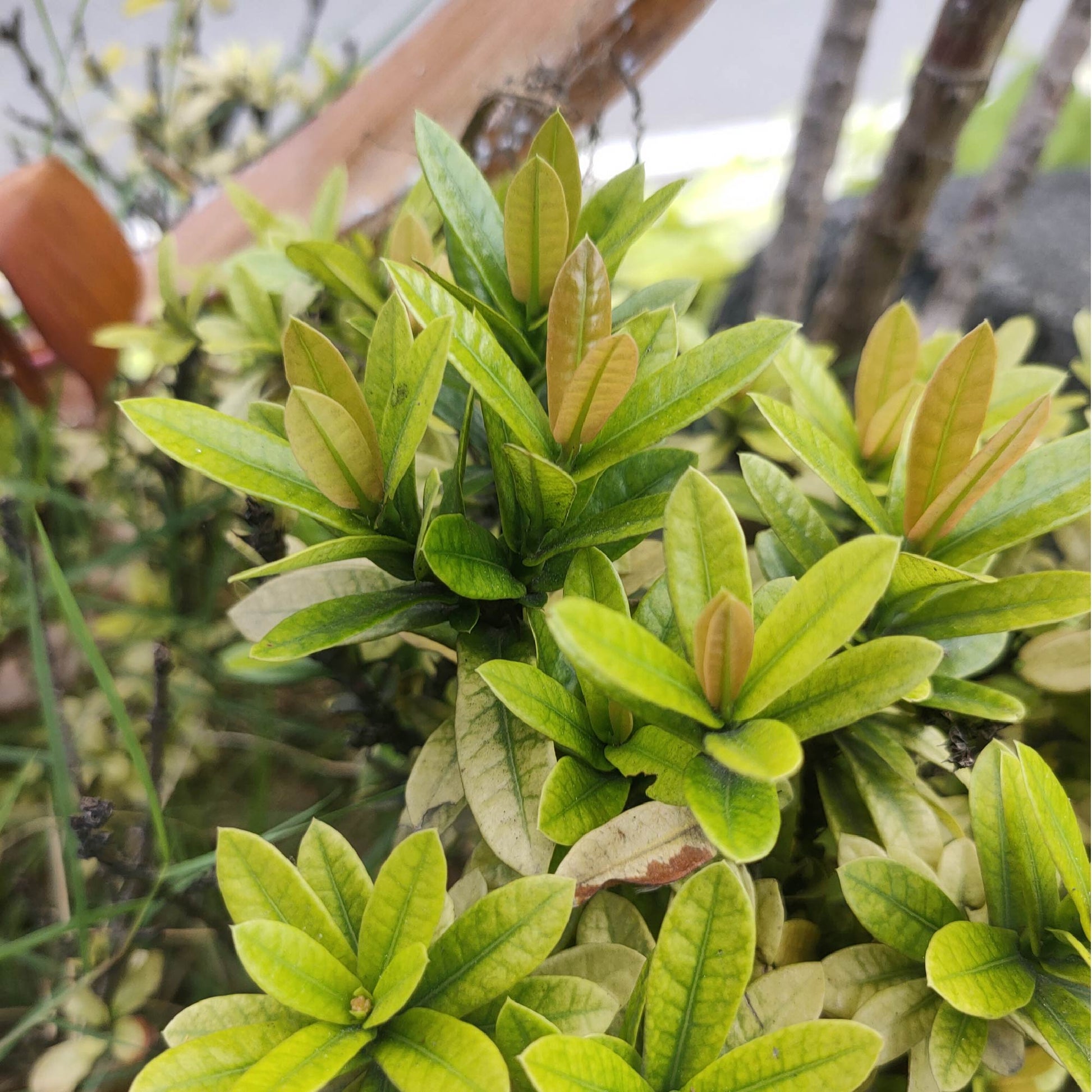 Bay Rum - Pimenta racemosa - (3/4 Gallon Pot)