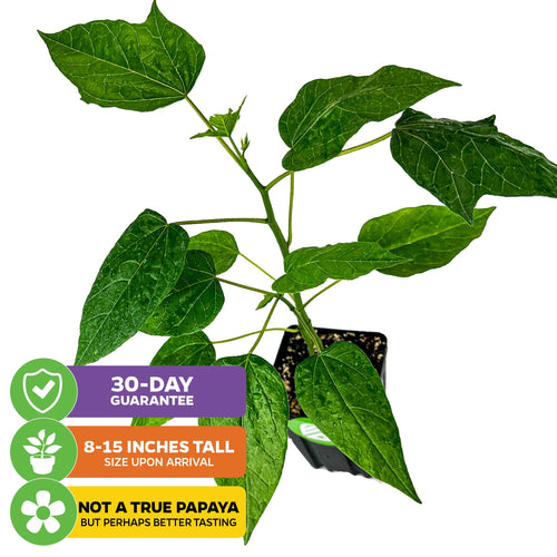 A potted Babaco Mountain Papaya (Premium size) - Vasconcellea × heilbornii from Wellspring Gardens, 8-15" tall with broad leaves. Overlays: 30-day guarantee, seedless fruit that may taste better than true papaya.